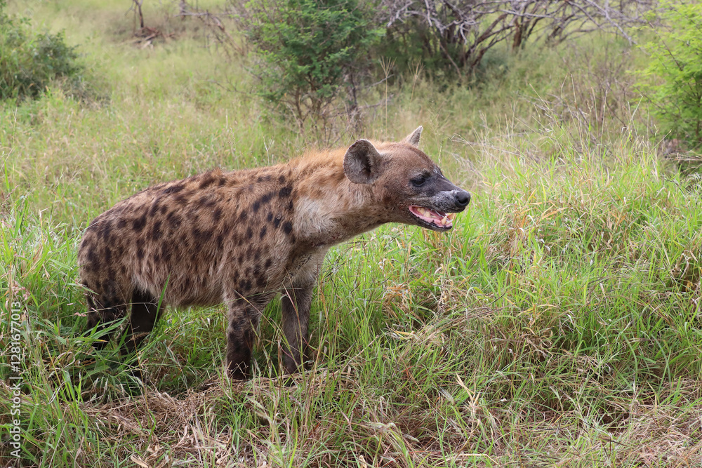 Tüpfelhyäne / Spotted hyaena / Crocuta crocuta.. Tüpfelhyäne / Spotted hyaena / Crocuta crocuta..
