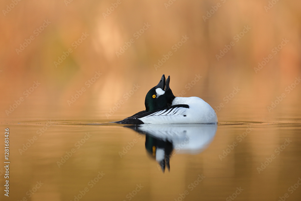 Gągoł (Bucephala clangula), goldeneye