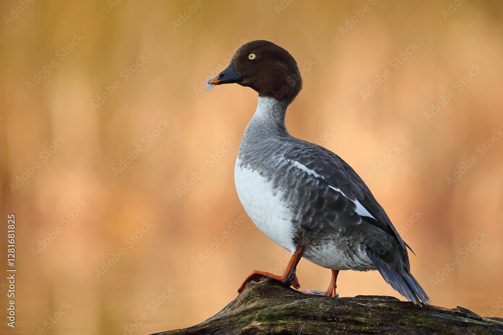 Naklejka premium Gągoł (Bucephala clangula), goldeneye