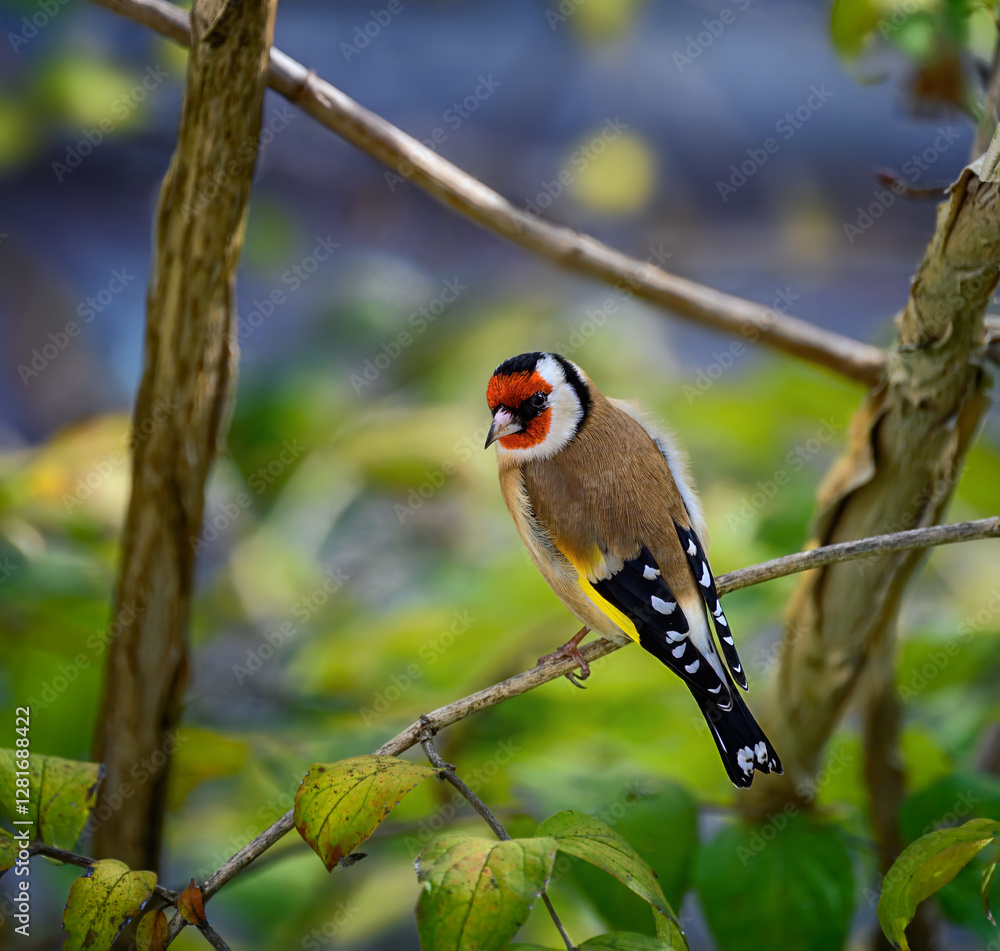 European goldfinch sitting on a branch
