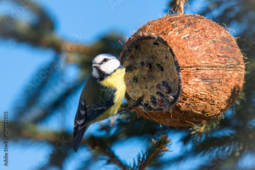 Wallpaper Mural a blue tit on a birdfeeder with a coconut for birds, at a winter morning in the garden Torontodigital.ca