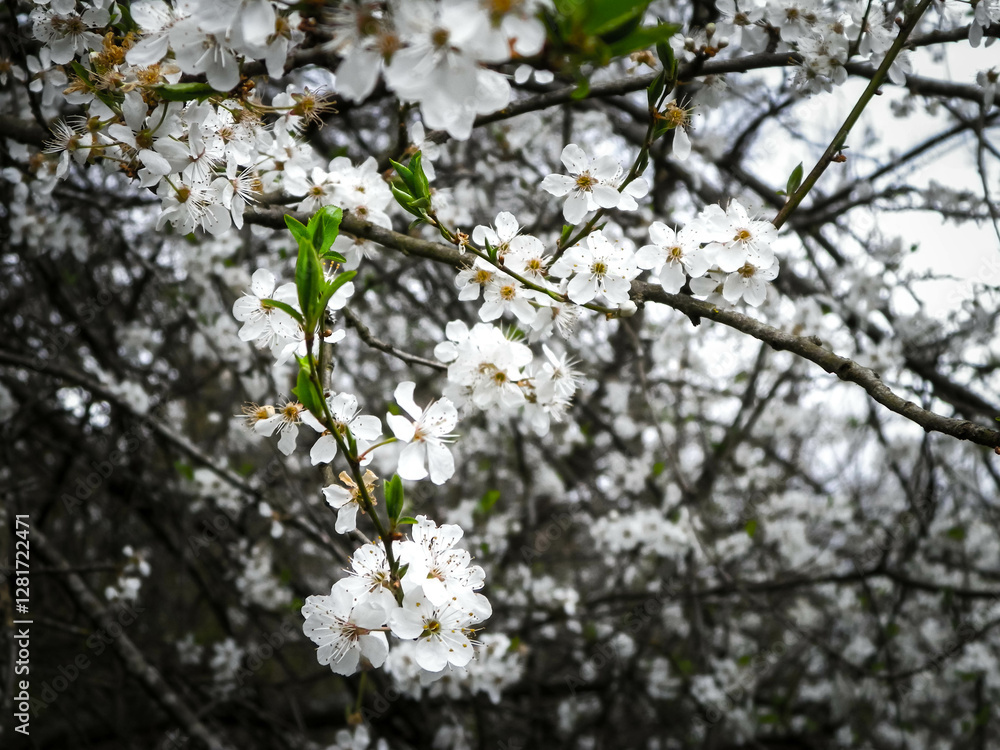 Obraz premium Close up of white flowers of wild apple tree.