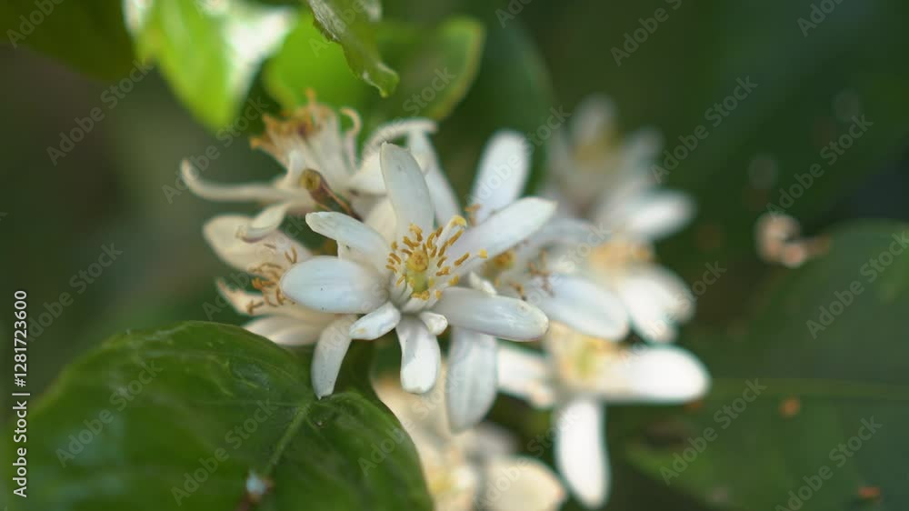 Citrus tree blooms in spring pull back Citrus tree blooms in spring pull back
