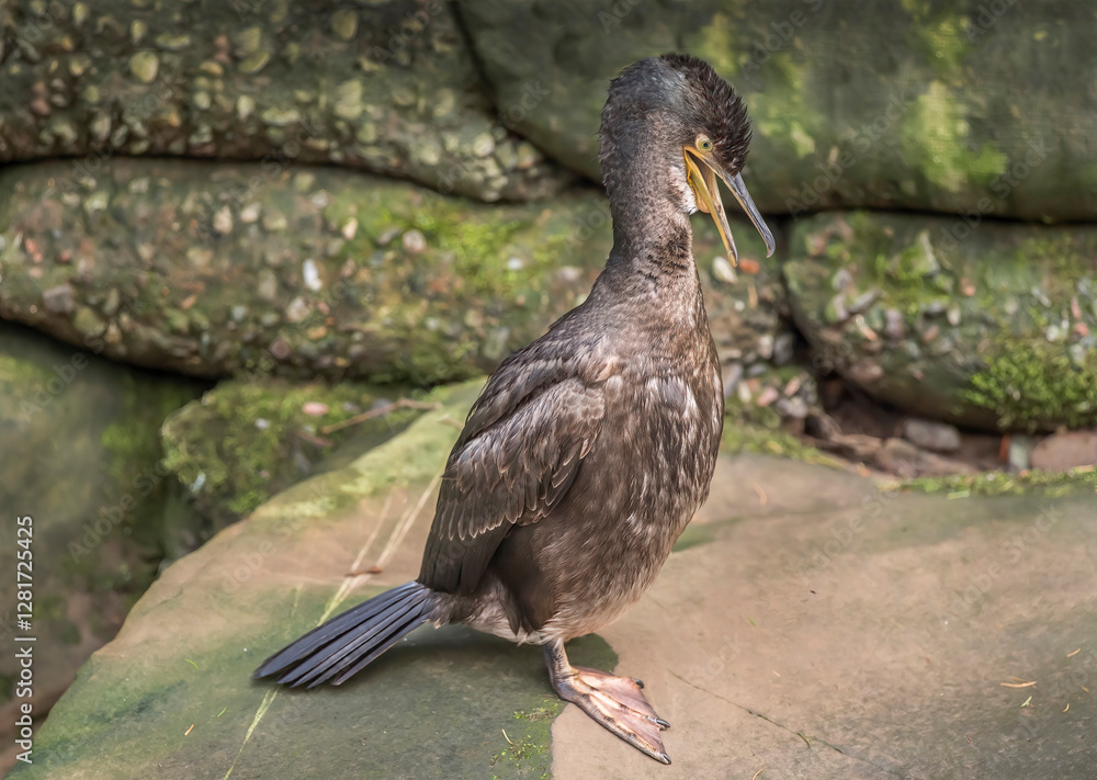 Obraz premium Cormorant on a rock squawking, close up, united kingdom