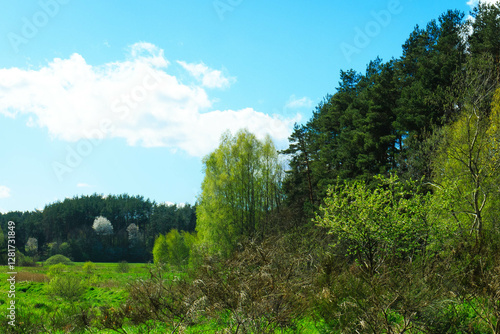 Wild, green meadow in forest. Kashubia Poland. photo