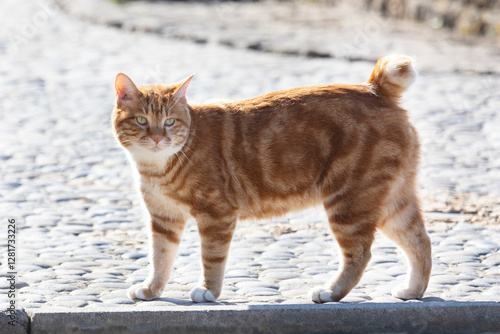 Kurilian Bobtail, red color, Kunashir Island, South Kuriles photo