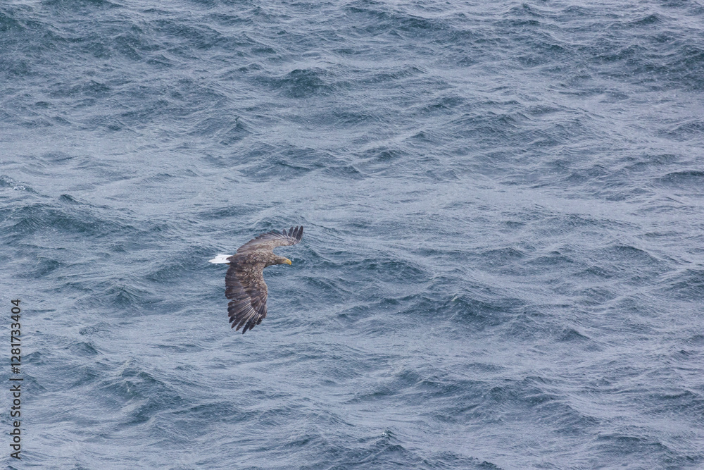 Obraz premium White-tailed eagle flies over the sea