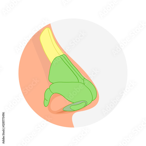 Bone structure of the nose anatomy. Medical diagram infographic Otolaryngology