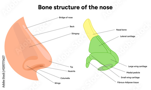 Bone structure of the nose anatomy. Medical diagram infographic Otolaryngology