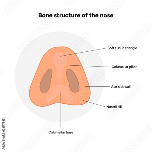 Bone structure of the nose anatomy. Medical diagram infographic Otolaryngology