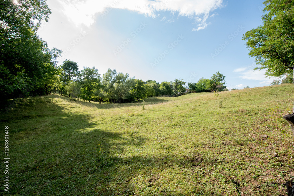 Obraz premium path in the forest