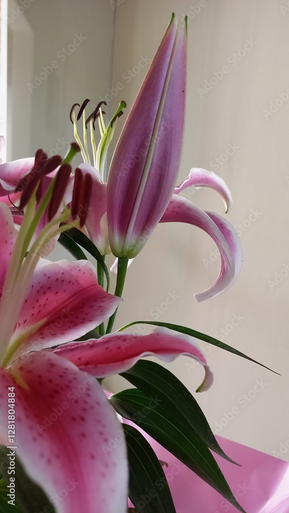 Fototapeta premium pink lily flower