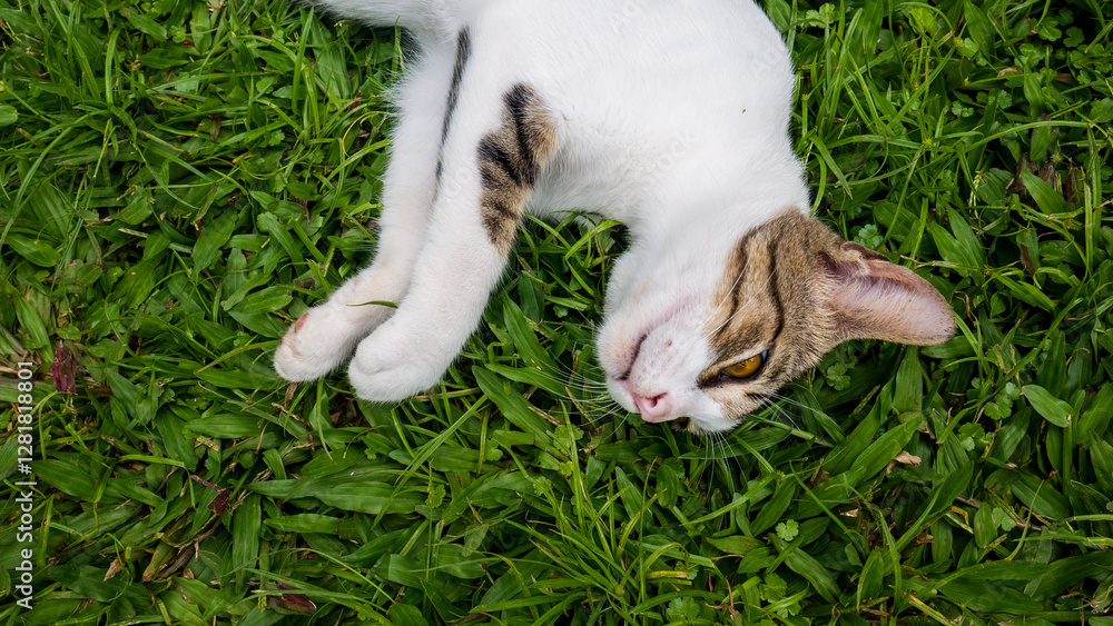 A tired cat resting after playing, looks comfortable lying down in the thick green grass of the yard. Domestic shorthair breed. A tired cat resting after playing, looks comfortable lying down in the thick green grass of the yard. Domestic shorthair breed.