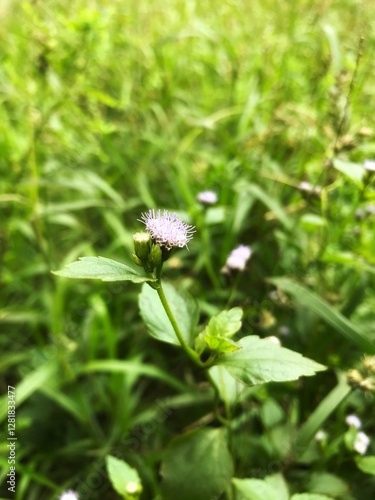 dandelion in the grass