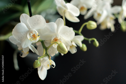 white orchid on black background