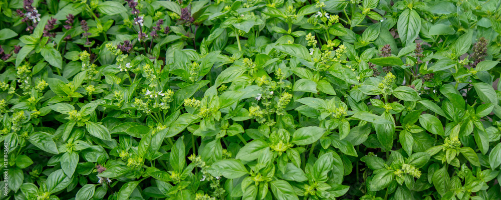 Basil grows beautifully in the garden among bright greenery, cultivated plants Basil grows beautifully in the garden among bright greenery, cultivated plants