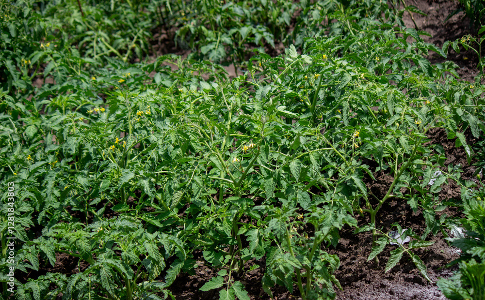 tomatoes, garden, farming, plants, agriculture tomatoes, garden, farming, plants, agriculture