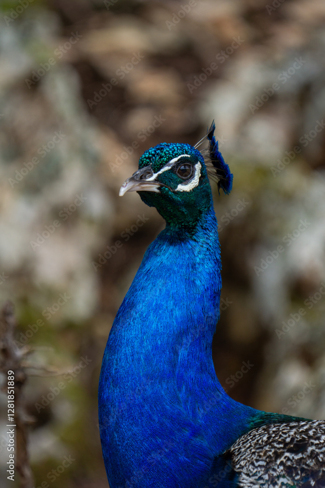 Obraz premium closeup photo of a peacock with beautiful blue clolors