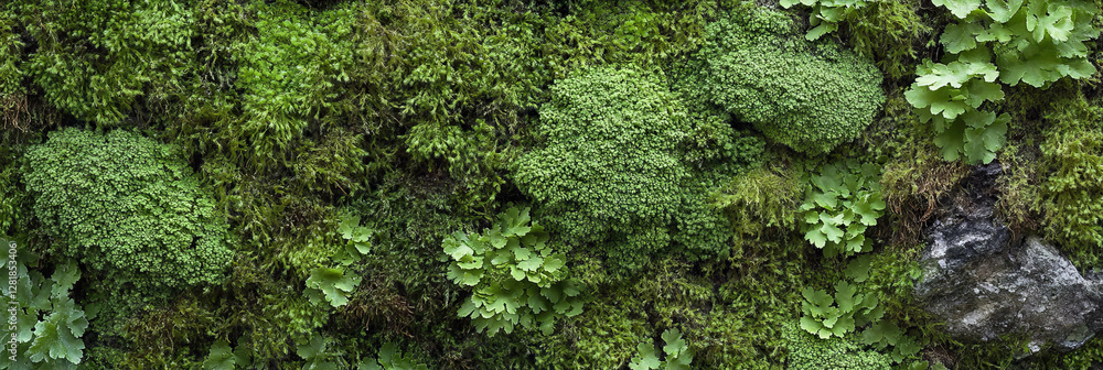 Emerald mossy green texture with soft varieties for nature and design inspiration Emerald mossy green texture with soft varieties for nature and design inspiration
