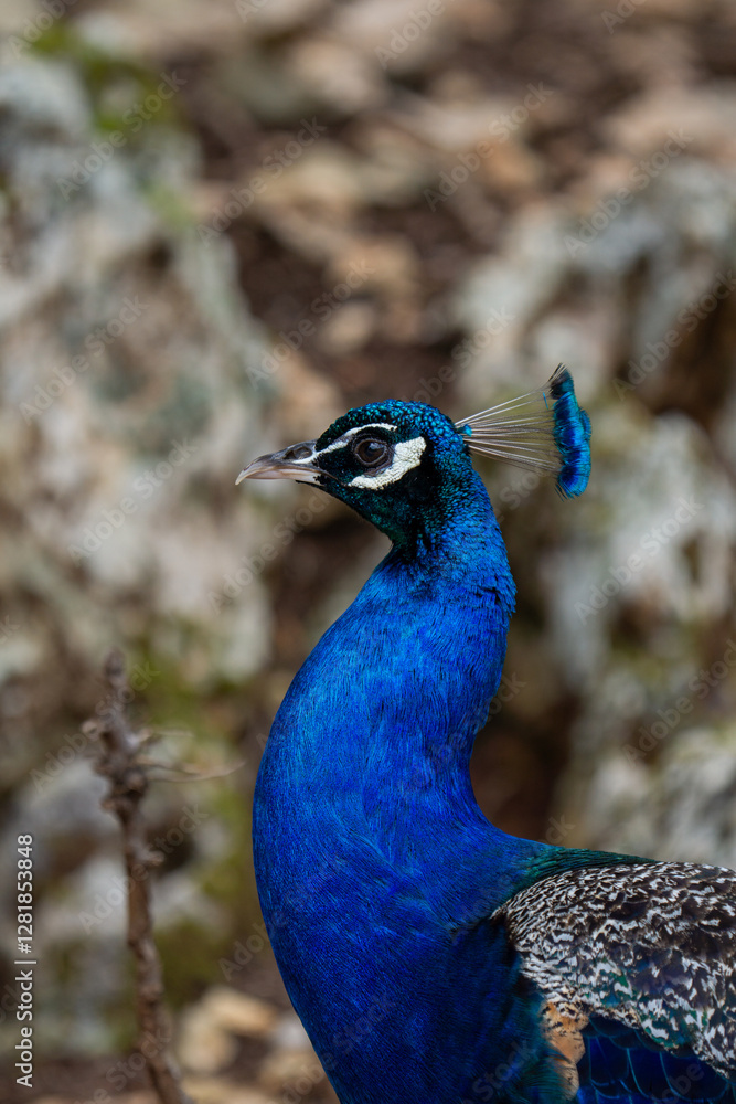 closeup photo of a peacock with beautiful blue clolors