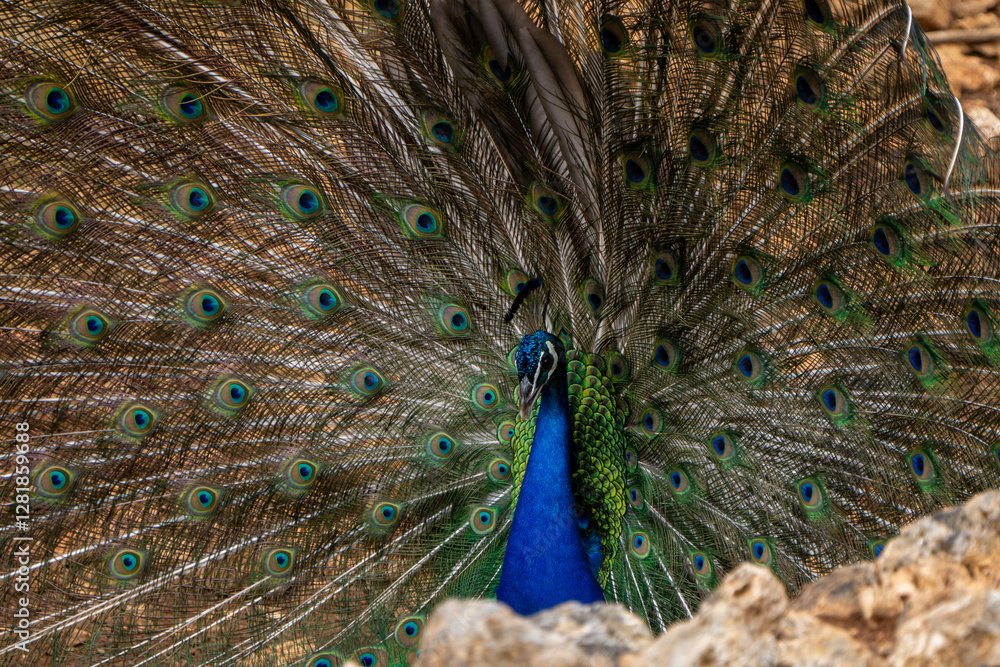 Obraz premium Peacock opening his colorful and brilliant tail feathers.