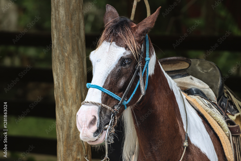 Fototapeta premium Horse in the Barn 