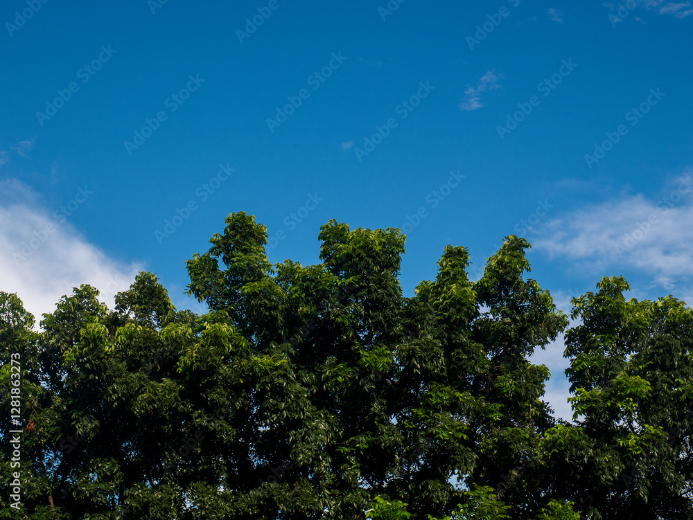 Green leaves and blue sky. Lush green trees with bright leaves are illuminated by the morning sun and the bright blue sky with thin clouds as a contrasting background. Space for text is available Green leaves and blue sky. Lush green trees with bright leaves are illuminated by the morning sun and the bright blue sky with thin clouds as a contrasting background. Space for text is available