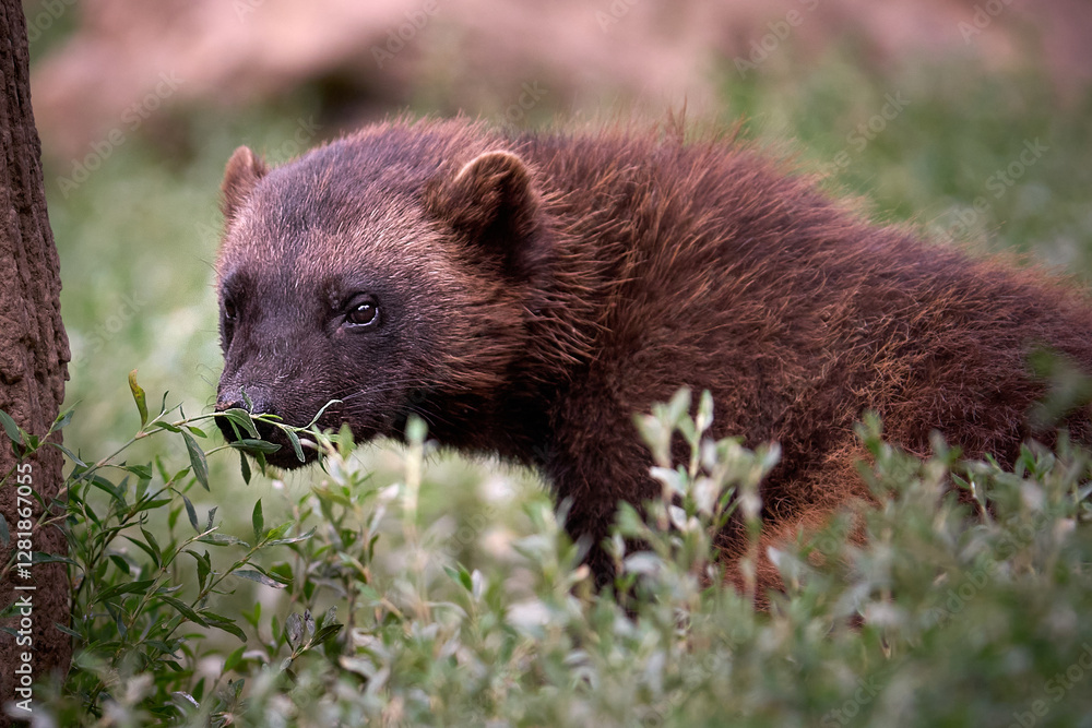 Obraz premium Wolverine in the woods