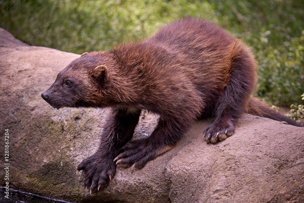 Fototapeta premium Wolverine Standing Alertly on A Rock Surrounded by Nature