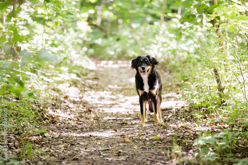 Happy dog standing on a sunlit forest trail