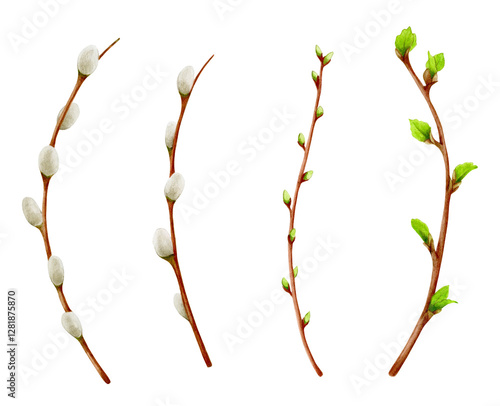 Watercolor tree branch with green leaves, willow. Willow branches and spring branches with leaves. Easter willow