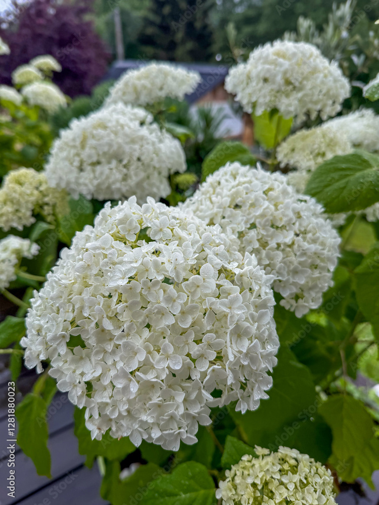 White Hydrangea Blooms in Garden White Hydrangea Blooms in Garden