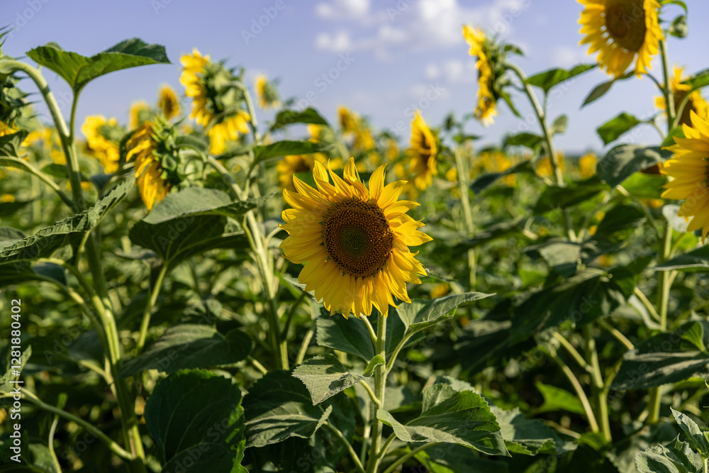 A close-up of a blooming sunflower in a vast sunflower field. Sunflowers field close view.