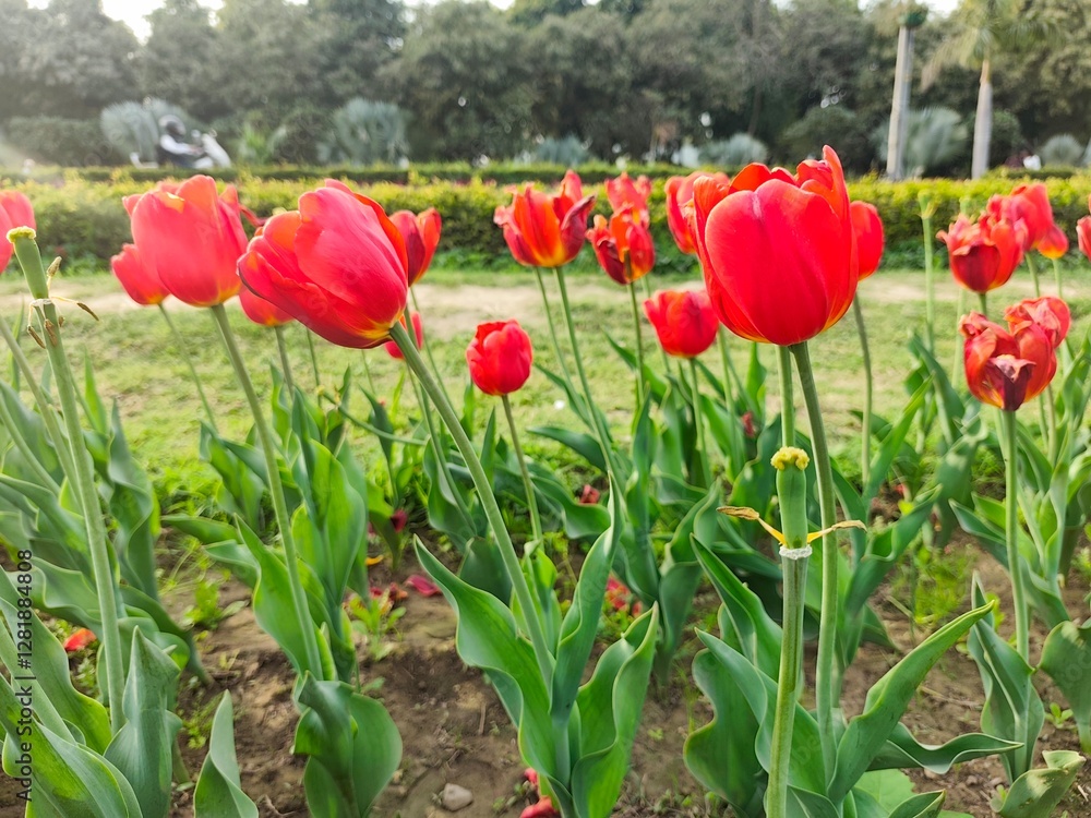Obraz premium Red Tulips flower in garden at Shantipath, Delhi India