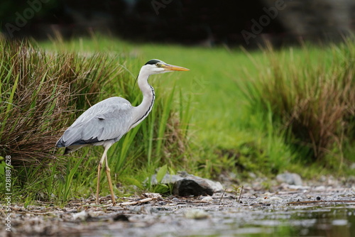 A grey heron in the nature habitat. (Ardea cinerea). Wildlife scene with a water bird. 
