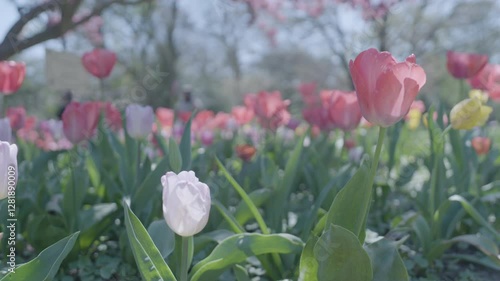 Garden of light and dark pink tulips waving lightly in gentle wind on a sunny day.