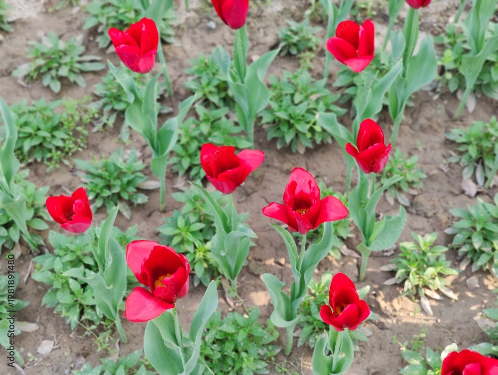 Fototapeta premium Red Tulips flower in garden at Shantipath, Delhi India