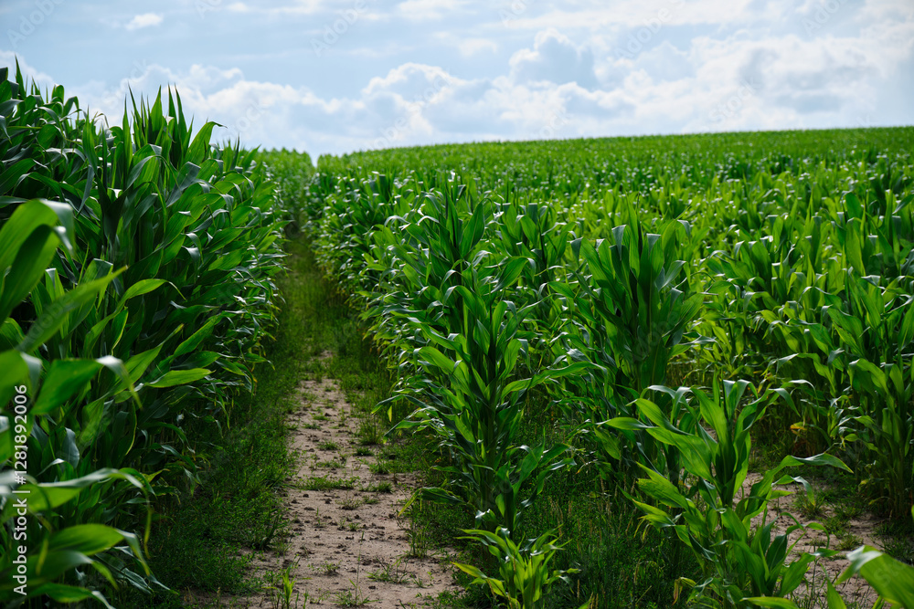 Green corn field with corn cobs. Corn green field.