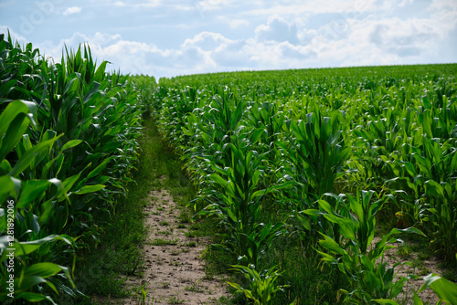 Obraz na płótnie Green corn field with corn cobs. Corn green field. w salonie