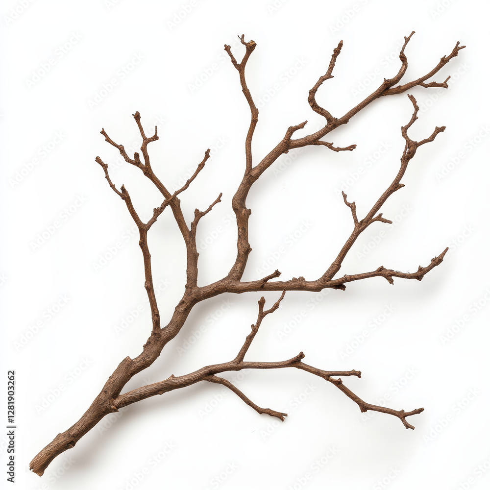Intricate Dry Branch with Twisted Twigs Isolated on White Background Intricate Dry Branch with Twisted Twigs Isolated on White Background