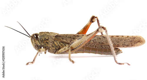 Egyptian grasshopper or Egyptian locust (Anacridium aegyptium) isolated on white