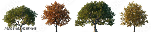 Fotografie Quercus ilex and rubra wide autumn and summer trees isolated png on a transparen