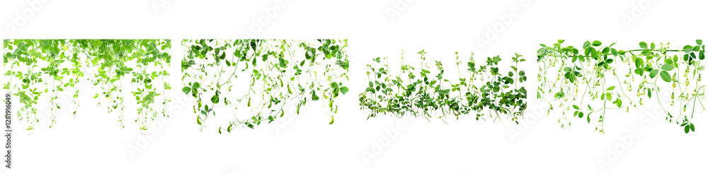 Collection of Green Vine and Foliage Cliparts for Design Projects with Transparent Background Collection of Green Vine and Foliage Cliparts for Design Projects with Transparent Background