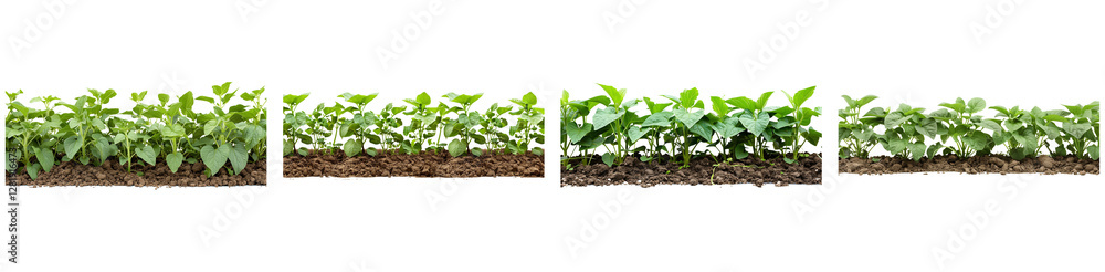 Four Rows of Young Green Plants Growing in Rich Brown Soil with Transparent Background Four Rows of Young Green Plants Growing in Rich Brown Soil with Transparent Background