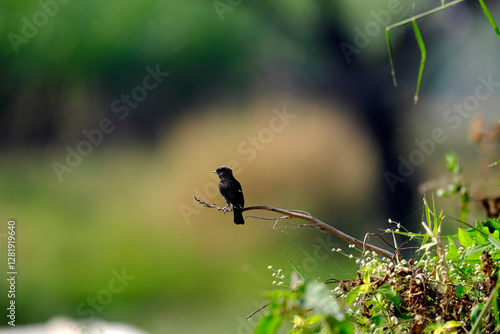 Canvas Print 18 January 2025, Bird watching at Bhigwan Bird Sanctuary – famous for flamingos, Bhigwan is a small town around 100 kms away from Pune, Maharashtra, India