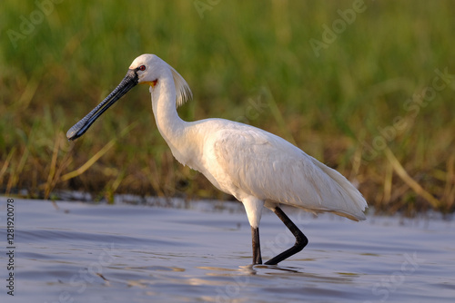 Canvas Print 18 January 2025, Bird watching at Bhigwan Bird Sanctuary – famous for flamingos, Bhigwan is a small town around 100 kms away from Pune, Maharashtra, India