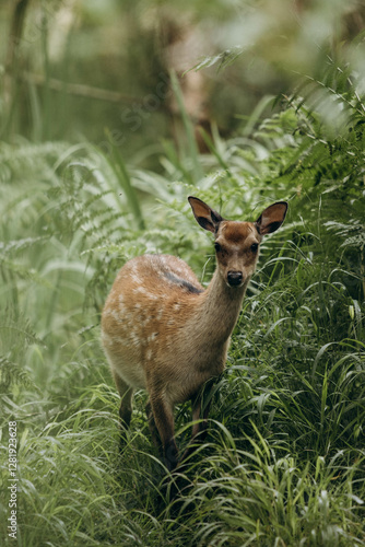 Deer in the forest