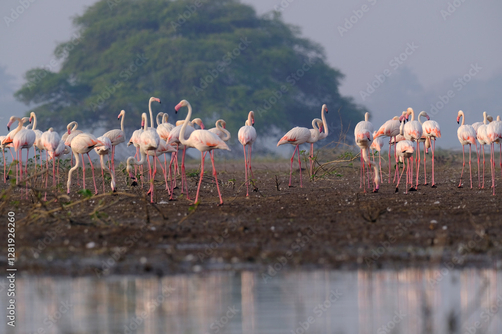 Fototapeta premium 18 January 2025, Bird watching at Bhigwan Bird Sanctuary – famous for flamingos, Bhigwan is a small town around 100 kms away from Pune, Maharashtra, India.