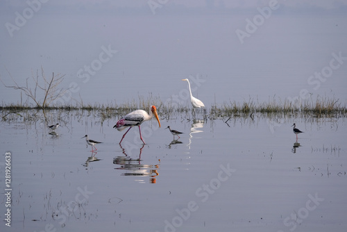 Canvas Print 18 January 2025, Bird watching at Bhigwan Bird Sanctuary – famous for flamingos, Bhigwan is a small town around 100 kms away from Pune, Maharashtra, India