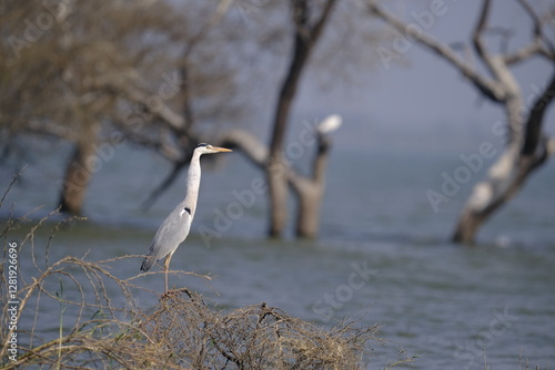 Photography 18 January 2025, Bird watching at Bhigwan Bird Sanctuary – famous for flamingos, Bhigwan is a small town around 100 kms away from Pune, Maharashtra, India